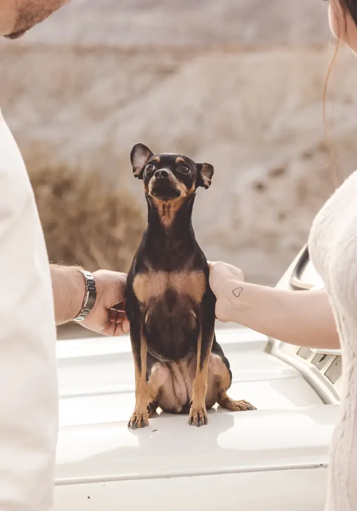 Pareja con su perro durante una preboda en Tabernas