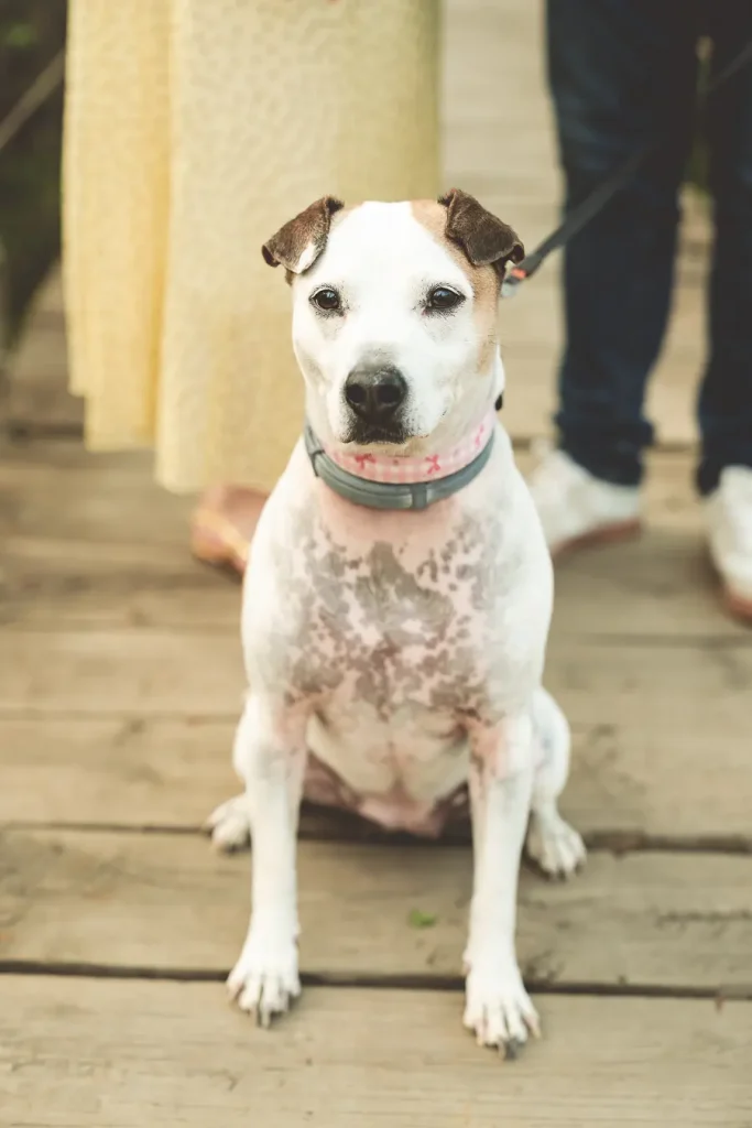 Perro de Rocío e Iván durante su sesión de preboda en Granada